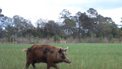 ‘We’re not gonna barbecue our way out of this’: Wild pigs, conquering all Florida counties, are now taking over the U.S.