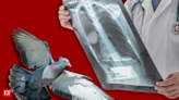 How pigeon exposure can cause irreparable lung disease. Here’s what you must know