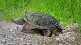 Help turtles on area roadways during nesting season, Vermont Fish and Wildlife says