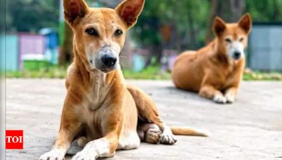 Apartments can't ban pets, harass owners in Bengaluru: BBMP | Bengaluru News - Times of India