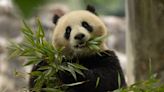 Excitement brews over 2 new giant pandas coming to DC