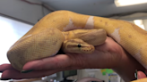 Python escaped and ended up behind refrigerator – in someone’s 29th-floor apartment