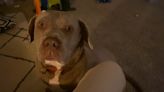 Service dog shot twice in the neck, family left heartbroken on the anniversary of his adoption | WDBD FOX 40 Jackson MS Local News, Weather and Sports