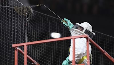 Swarm of bees delays Arizona Diamondbacks vs. Los Angeles game in Arizona - Boston News, Weather, Sports | WHDH 7News