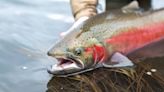 Making ourselves whole by breaching Lower Snake River Dams, restoring salmon to Idaho