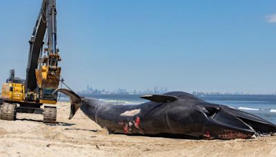 Cruise ship arrives in NYC port with 44-foot dead endangered whale caught on its bow