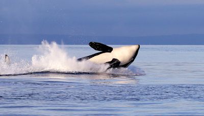 Yacht sinks after being rammed by orcas in waters off Morocco