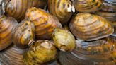 Six Texas freshwater mussels, the “livers of the rivers,” added to endangered species list