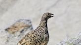 Meet the Rare, 'Beautiful' Birds That Thrive in Snow and Are at Risk Because of Climate Change