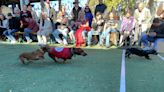 Wiener dog races headline Das Festival in Boerne this weekend