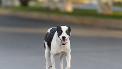 Día Mundial del Perro; ¿qué regalos le puedes dar a tu perrito?