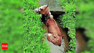 Ailing horse rescued after falling into Maidan ditch twice | Kolkata News - Times of India