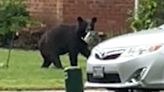 Bear sightings in Hampton Roads prompt caution: ‘No way can I get used to this’