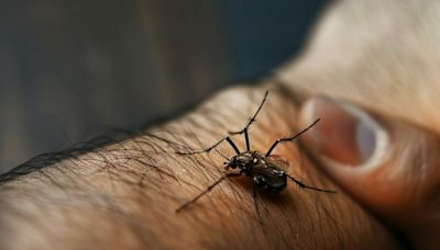 No se rasque más, alivie las picaduras de mosquitos con estos trucos caseros