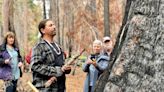 A planned fire threatened lives of two California sequoias. Now, they’re sprouting new life