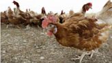 國內出現首例H9N2禽流感 「會禽傳人」已匡列21名接觸者