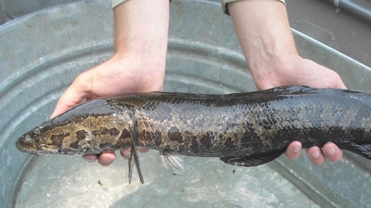 'Frankenfish': Invasive northern snakeheads harvested in record numbers in the Susquehanna