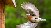 This bird is a historical helper in Maine apple orchards