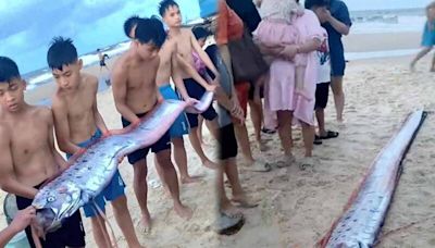 天災預兆？越南海岸驚見「4.5米地震魚」 當地民眾厚葬牠