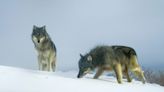 Wolf deaths have grown ‘alarming’ says Oregon Fish and Wildlife