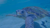 Nonprofit speaks out with tips for fishermen after sea turtle hooked 3 times