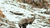 Mongolia's wildlife at risk from overgrazing