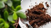 Using Coffee Grounds for Plants—the Pros and Cons