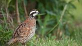 Mississippi bobwhite quail: Here's how you can help bring the population back