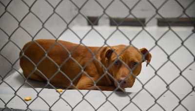 Group seeking changes to Augusta Animal Services evoke mixed reactions from around the country