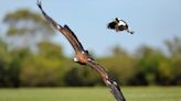 Las aves que vuelan usan sus pulmones para modificar la mecánica del vuelo