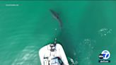 Cal State Long Beach Shark Lab hosts lifeguard training on beach safety and sharks