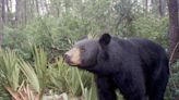 Opposing View: Bear legislation is a bad move for wildlife and Floridians