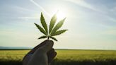 3 Cannabis Stocks to Buy for the Next Bull Run: March 2024