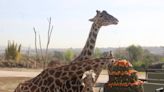 Abelardo llega a Africam Safari para conocer a jirafa "Benito"