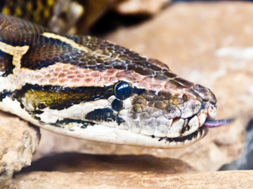 A woman who went out to get medicines for her son found dead inside a 30-foot python