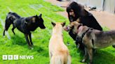 Abandoned 'Moffat six' strays make 'remarkable recovery'