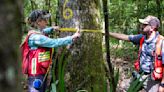 Louisiana hardwood forests part of push to combat climate change. Here's how.