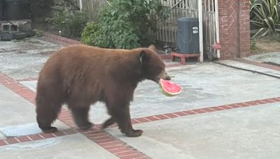 Watch: Brown bear opens SoCal man's fridge, walks off with a slice of watermelon