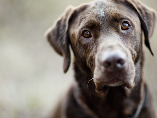 Chocolate Lab Who's 'Scared of Grandpa's Cat' Can't Stop Making 'Dinosaur Noises'