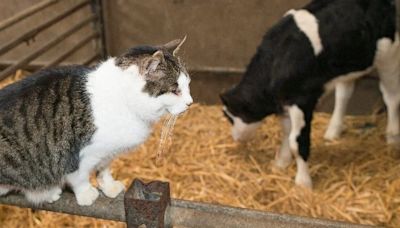 Gripe aviar en granjas de EEUU: más de la mitad de los gatos murieron después de tomar leche cruda