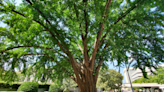 Tell us about your favorite tree in the Triangle (and send us a photo, if you can)