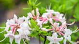 How to Prune Azaleas for Healthy Plants and More Flowers