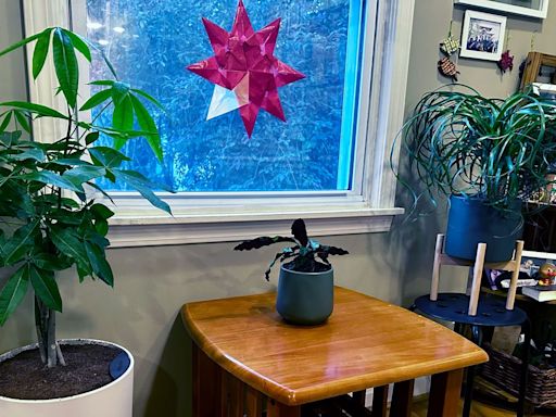 Would You Pay $50 for a Houseplant? Our Easyplant Review