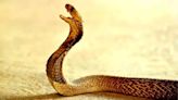 30-40 Lakh People Get Bitten By Snakes Every Year In India, 50,000 Die: BJP MP In Lok Sabha