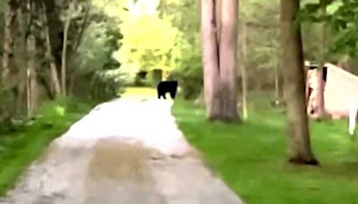 VIDEO: Black bear of 'significant size' spotted in Waukesha County
