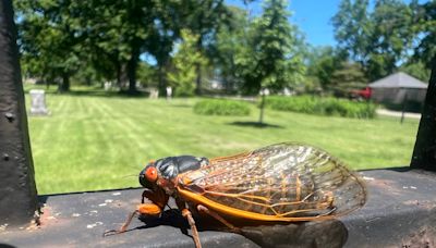 Millions of cicadas are blanketing Lake Geneva. Here's what they look and sound like