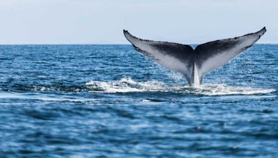 Whale Watchers Capture Stunning Video of Monster Blue Whale