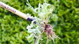 This garden tool helped me get rid of weeds fast — and it saved my back