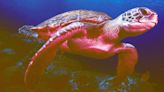 Nine People Die After Eating Sea Turtle Meat