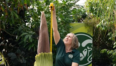 A corpse flower is blooming for first time after 8 years. Here’s how to watch